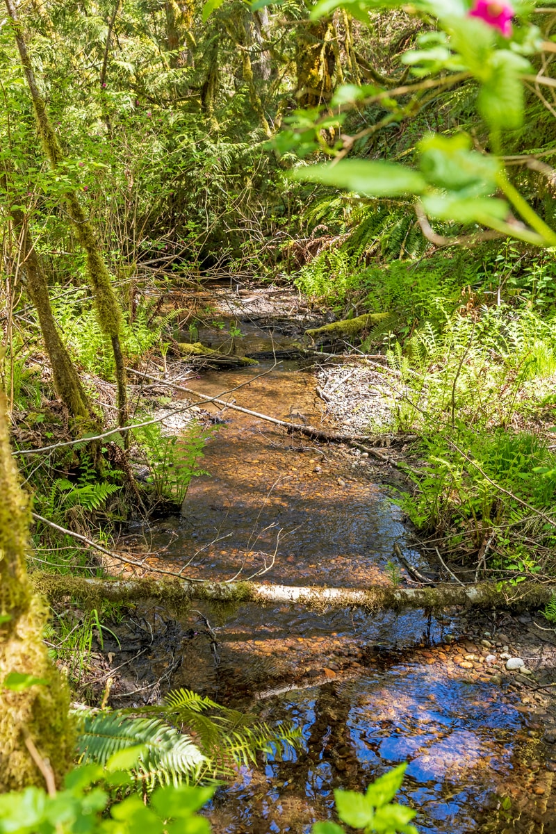 Native forest on the property